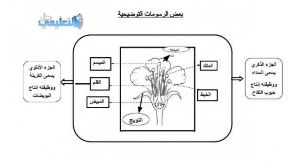 في هو الزهرة الذكري الجزء الجزء الذكري