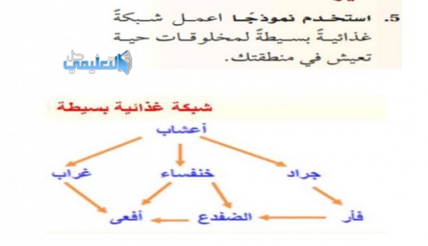 بسيطة شبكة غذائية اعمل شبكة